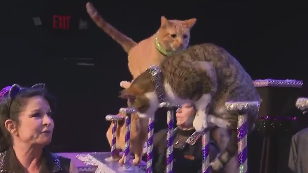 The Amazing Acro-Cats shine in new show in Orlando